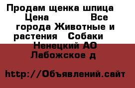 Продам щенка шпица.  › Цена ­ 15 000 - Все города Животные и растения » Собаки   . Ненецкий АО,Лабожское д.